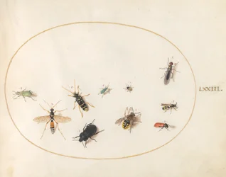 Tavle 73: Ti Insekter