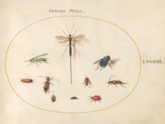Plade 78: Ti insekter, inklusive en blå flue