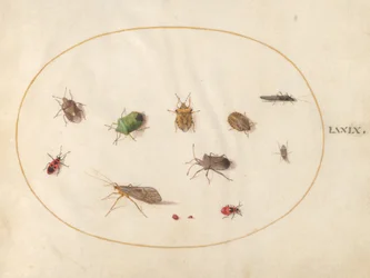 Plade 79: Tolv insekter, inklusive skjoldbugs