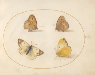 Plade 9: Engbrune, Gatekeeper, Clouded Yellow og Badehvide sommerfugle