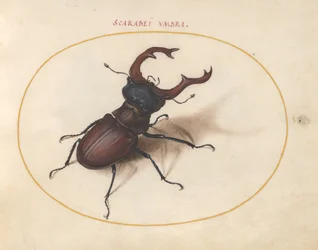 Scarab bille, c.1575-80