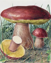 Undersøgelse af svampe