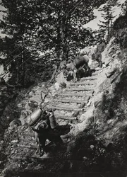 Album "Min verdenskrig - minder om den sydvestlige front i Kärnten, Italien, Trentino-Alto Adige) 31/03/1915-12/11/ 1918 - Josef Zohles Wien ": Hærens muldyr langs en stejl af