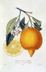 Citrus: orange plante med blomst. “Appelsintræ med nåletræer; Arancio a frutto nåletræ”: Hel appelsin- og appelsinskive. Botanisk kort taget fra bogen "Natural History of Orange Trees" af Joseph Antoine Risso og Pierre Antoine Poiteau