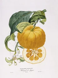 Appelsintræernes naturhistorie, 1818-20