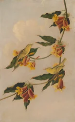 Gulsanger, 1830-1833.