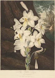 Floratemplet eller naturens have: Hvid lilje med brogede blade..., 1800.