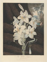 The White Lily with Variegated-Leaves, 1800, fra Robert John Thornton, 