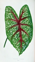 Chantini Caladium blad. Botanisk tavle i "" Planter med farverigt løv.