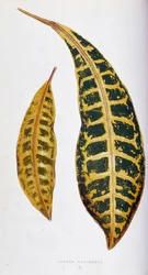 Croton blad variegata. Botanisk tavle i "" Planter med farverigt løv. Samling af de mest bemærkelsesværdige arter brugt til at dekorere haver, drivhuse og lejligheder af Edward Joseph Lowe og W. Howard, medlemmer af London Horticulture Society. Tran