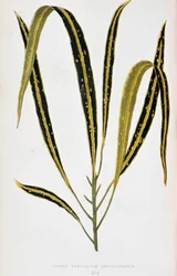 Crotonblad variegatum angustifolium. Botanisk tavle i "" Planter med farverigt løv. Samling af de mest bemærkelsesværdige arter brugt til at dekorere haver, drivhuse og lejligheder af Edward Joseph Lowe og W. Howard, medlemmer af London Horticultur
