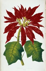 Blomst og blade af julestjerne Pulcherrima. Botanisk tavle i "" Planter med farverigt løv. Samling af de mest bemærkelsesværdige arter brugt til at dekorere haver, drivhuse og lejligheder af Edward Joseph Lowe og W. Howard, medlemmer af London Hort