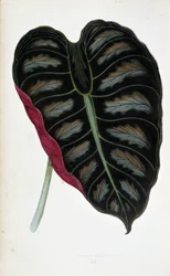 Blad af Alocasia metallica. Botanisk tavle i "" Planter med farvet løv. Samling af de mest bemærkelsesværdige arter brugt til at dekorere haver, drivhuse og lejligheder af Edward Joseph Lowe og W. Howard, medlemmer af London Horticulture Society.