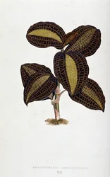 Blad af Anoectochilus Xantophyllus. Botanisk tavle i "" Planter med farverigt løv.