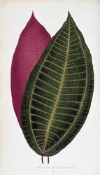 Blad af Cyanophyllum Magnificum. Botanisk tavle i "" Planter med farverigt løv.