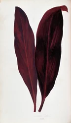 Blad af Dracaena ferrea i "" Planter med farverigt løv. Samling af de mest bemærkelsesværdige arter brugt til at dekorere haver, drivhuse og lejligheder af Edward Joseph Lowe og W. Howard, medlemmer af London Horticulture Society. Oversat fra Eng