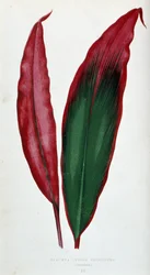 Blad af Dracaena ferrea versicolor. Botanisk tavle i "" Planter med farverigt løv.