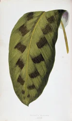 Blad af Maranta Pardina. Botanisk tavle i "" Planter med farverigt løv. Samling af de mest bemærkelsesværdige arter brugt til at dekorere haver, drivhuse og lejligheder af Edward Joseph Lowe og W. Howard, medlemmer af London Horticulture Society. Tr