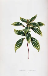 Blad af Sonerila margaritacea. Botanisk tavle i "" Planter med farverigt løv. Samling af de mest bemærkelsesværdige arter brugt til at dekorere haver, drivhuse og lejligheder af Edward Joseph Lowe og W. Howard, medlemmer af London Horticulture Socie