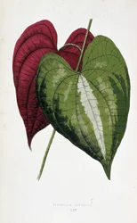 Yam blade i 2 farver (Dioscorea discolor). Botanisk tavle i "" Planter med farverigt løv. Samling af de mest bemærkelsesværdige arter brugt til at dekorere haver, drivhuse og lejligheder af Edward Joseph Lowe og W. Howard, medlemmer af London Hort