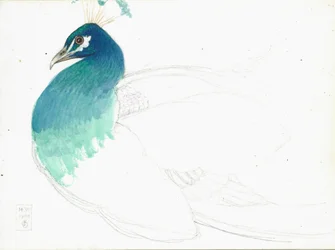 Påfugl, der ser mod venstre, 14.VI.1900, 1900