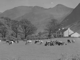 En landmand kører sin traktor hen over en mark med køer, landbrugsbygninger og fjelde i baggrunden.