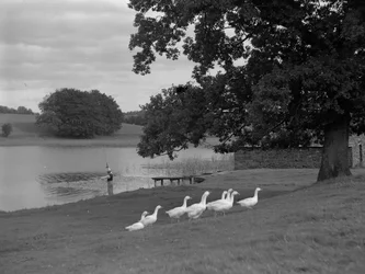 En mand står på en græsbred ved siden af en sø og fisker med en flok gæs i forgrunden.