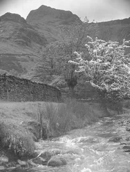 Udsigt over bjergbæk med blomstertræ i forgrunden og Langdale Pikes i baggrunden