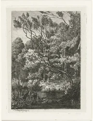 skov udsigt