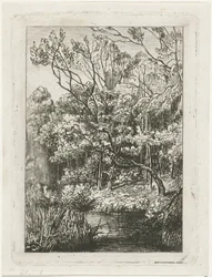 skov udsigt