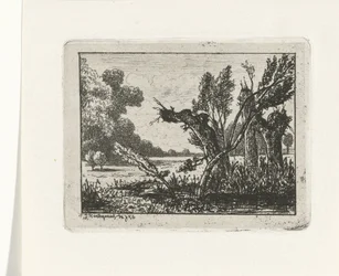 polard piletræer