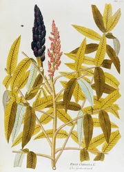 Elm-leaved sumach eller siciliansk sumak (Rhus coriaria) af Joseph Jacob von Plenck (1735-1807), fra Icons of Medicinal Plants, Wien