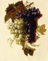 Klaser af grønne og røde druer ophængt i et reb, ca. 1796