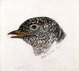 Gøg, fra The Farnley Book of Birds, ca. 1816 (blyant og akvarel på papir)