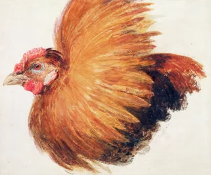 Kamphane, fra The Farnley Book of Birds, ca. 1816