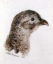 Fasanhøne, fra Farnley Book of Birds, ca. 1816 (pen & blæk og akvarel på papir)