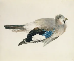 Jay, fra The Farnley Book of Birds, ca. 1816 (blyant og akvarel på papir)