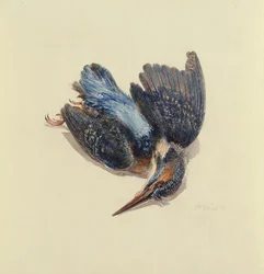 Kingfisher, fra The Farnley Book of Birds, ca. 1816 (pen & blæk og akvarel på papir)
