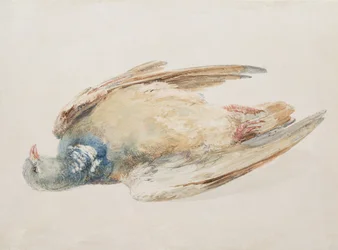 Pigeon, fra The Farnley Book of Birds, ca. 1816 (blyant og akvarel på papir)