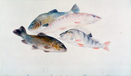 Undersøgelse af fisk: To suder, en ørred og en aborre, c1822-1824.