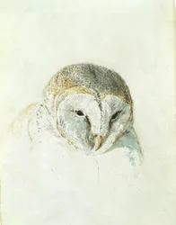 White Barn Owl, fra The Farnley Book of Birds, ca. 1816 (blyant og akvarel på papir)