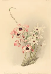 Dendrobium (Hybridium) Venus og Dendrobium (Hybridium) Cassiope