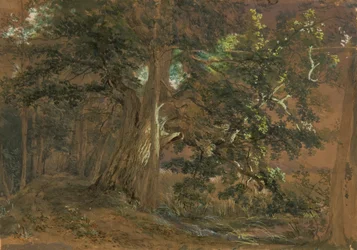 Skovinteriør nær Lundenburg (ahorngruppe ved en bjergsø)