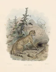 Asiatisk vildkat (Felis ornata)