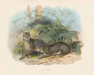 Bobcat (Felis rufa)