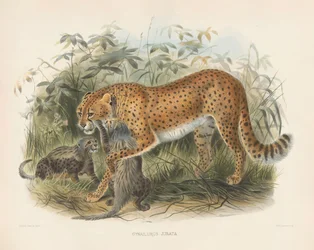 Gepard med unger (Cynaelurus jubata)