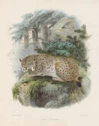 Eurasisk los (Felis cervaria)