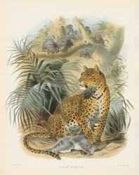 Leopard (Felis pardus)
