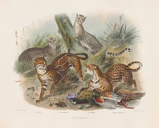 Leoparder og deres variationer (Felis pardalis)