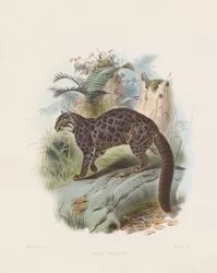 Marmoreret kat (Felis tristis)